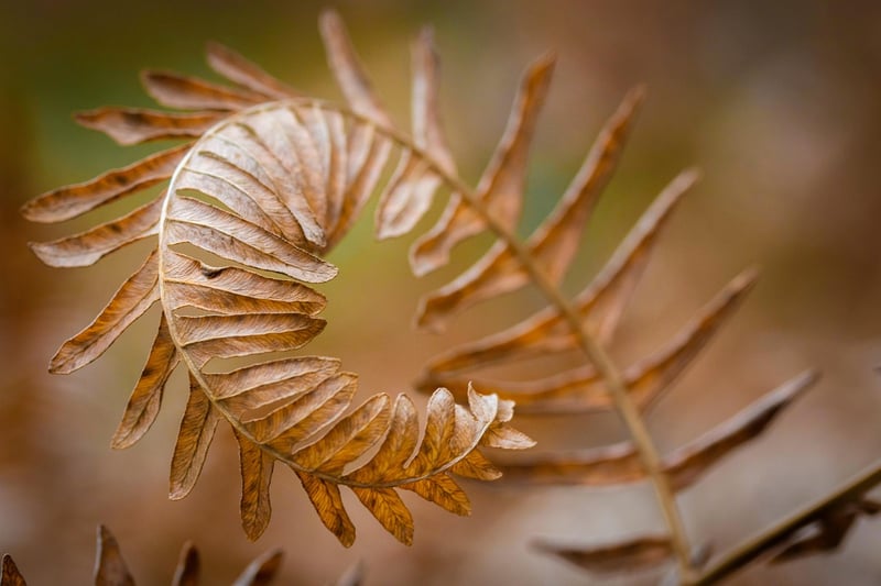 Leafy Patterns