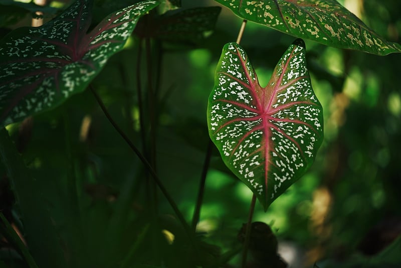 Leaf Nature Green Plant